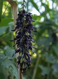 Image result for Mucuna