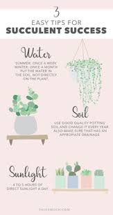 You don't really know a survival situation until you're faced with one. 900 Succulent Care Tips Ideas Growing Succulents Succulents Succulent Care
