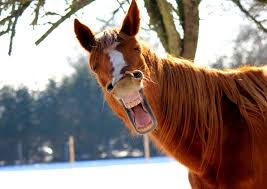 We would like to show you a description here but the site won't allow us. Wieso Manche Pferde Schlaue Problemloser Sind Und Andere Nicht Propferd At Osterreichs Unabhangiges Pferde Portal News Aktuelle News