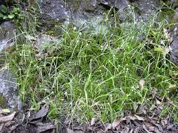 Image result for Kyllinga squamulata