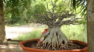 ว ธ การจ ดราก แต งก ง ชวนชมราช น พ นดอก การปล กพ ช ต นไม