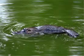 Image result for Ancistrorhynchus ovatus