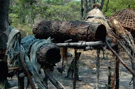 Image result for Warneckea sp.