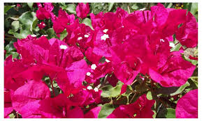 The only true dwarf bougainvillea is the 'helen johnson' variety. Up To 60 Off On Bougainvillea Barbara Karst O Groupon Goods