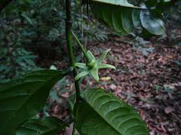 Image result for isolona lebrunii