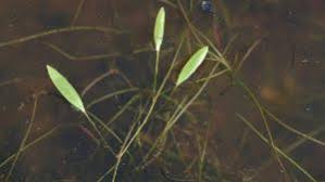 Image result for Potamogeton octandrus