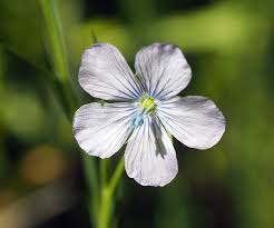 Image result for Linum