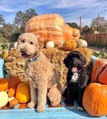 Breeders see the puppies daily and can make uncannily accurate recommendations once they know about your lifestyle and personality. Goldendoodle Puppies In Pennsylvania Pa Top 5 Breeders We Love Doodles