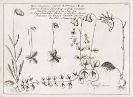 Image result for Linnaea borealis