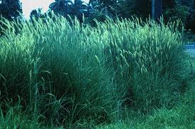 Image result for Cenchrus polystachios