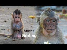 Because Of Hard Start In Life Adorable Baby Emily And Monkey Milo Learn Them To Live Independently Youtube Baby Emily Monkey Baby Monkey