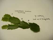 Propagating Christmas Cactus From Cuttings Christmas Cactus Christmas Cactus Propagation Christmas Cactus Plant