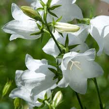 Bellflower Peach Leaved White Campanula Persicifolia Bellflower Campanula Flowers Habitat Garden