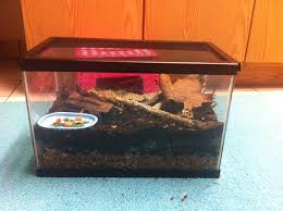 Millipede Habitat Millipede Pill Bug Animal Habitats
