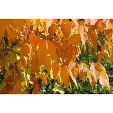 Image result for Cyamopsis serrata