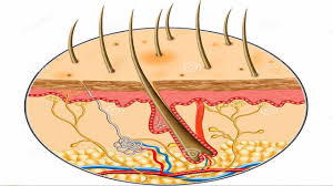 Key among these is the expression of various keratin genes. How Many Dead Skin Cells Fall From Your Body Every Minute Youtube
