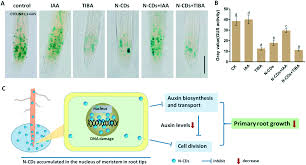 We did not find results for: Response Of Primary Root To Nitrogen Doped Carbon Dots In Arabidopsis Thaliana Alterations In Auxin Level And Cell Division Activity Environmental Science Nano Rsc Publishing Doi 10 1039 D1en00168j