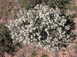 Image result for Leucosphaera bainesii