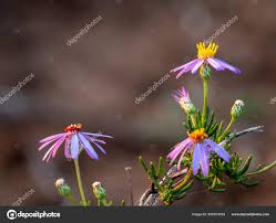 Image result for Felicia filifolia