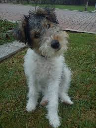 That Head Tilt Will Get You Every Time Wire Fox Terrier Fox Terrier Fox Terrier Puppy