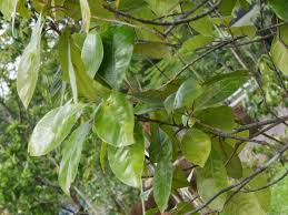 Image result for Manilkara obovata