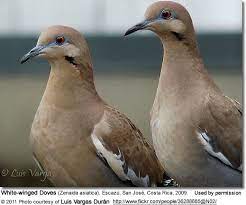 White Winged Doves Beauty Of Birds