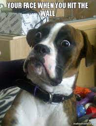 Your Face When You Hit The Wall Skeptical Dog Make A Meme