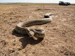 Postingan kali ini membahas ular ular. Daftar 10 Ular Terbesar Di Dunia Piton Atau Anakonda