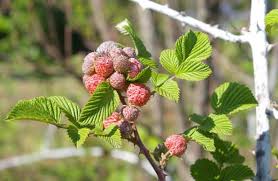 Image result for Rubus adolfi-friederici