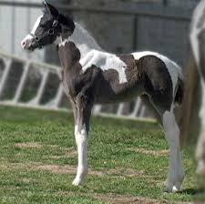 Black And White Paint Horses For Sale In Texas Paint Half Arabian Black And White Filly Horses Foals Beautiful Horses