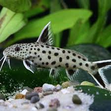 Petricola Synodontis Small Aquarium Catfish Aquarium Fish Fish