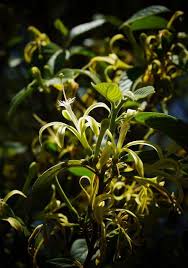 Image result for Turraea floribunda