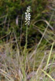 Image result for Chlorophytum colubrinum