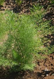 Image result for Foeniculum vulgare