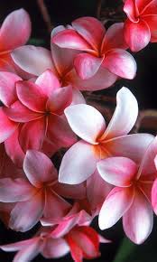 Maybe you would like to learn more about one of these? Flower Wallpaper Hd Mobile Background For Android Apk Download