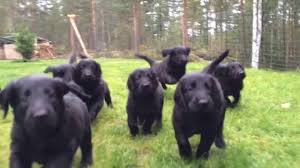 We did not find results for: Flatcoated Retriever Puppies Youtube