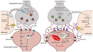 Ijms Free Full Text The Dual Role Of Glutamatergic Neurotransmission In Alzheimer S Disease From Pathophysiology To Pharmacotherapy Html