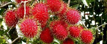 Rambutan berasal dari selatan china, vietnam, laos, kemboja, thailand, myanmar, malaysia, indonesia dan sri lanka. Pokok Rambutan Anak Sekolah Online Nursery No 1 Malaysia Facebook
