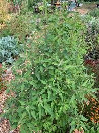 Image result for Chenolea