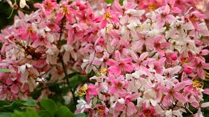 Image result for Cassia javanica