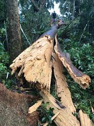 Image result for Terminalia superba