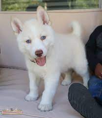 See more ideas about puppies, husky puppy, husky dogs. Read This Before You Get A Siberian Husky Puppy