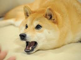 The shiba inu is a japanese breed of dog that was popularized as an online meme and represents dogecoin. Youtube Trolls Doge With New Doge Meme Easter Egg Youtube Doge Meme Shiba Inu Dog Tracker