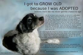 It's a reminder that we should be worthy of such love. I Got To Grow Old Because I Was Adopted Old Dogs Are Just As Cute As Puppies Rescue Dogs Old Dogs Animal Rescue
