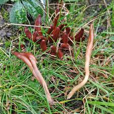 Image result for Microglossa densiflora