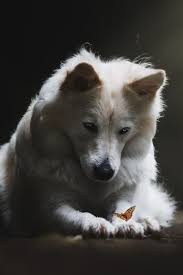 Fated To The Moon And You Taekook Cute Animals Animals Cute Dogs