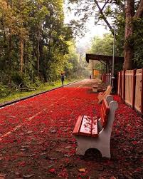 Mellatur Railway Station In Kerala India Full With Red Carpet Of Crimson Gulmohar Miss This Place A Lot Childhood Was Railway Station Kerala Indian Railways