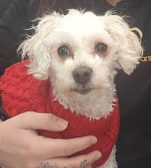 The Sweetest Girl Ever : Maxine Barker 💖 : r/Maltipoo