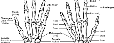 Image result for Hand Anatomy
