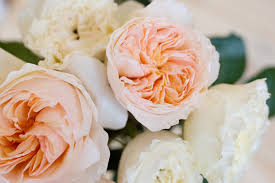 Tu Casa, Tu Jardín - Juliet Rose “Lo que llamamos rosa exhalaría el mismo  grato perfume con cualquier otro nombre”, dijo Julieta a Romeo en la  conocida obra de Shakespeare. Y con